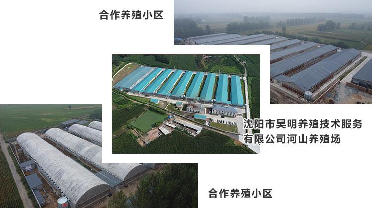 肉鸡养殖01.jpg